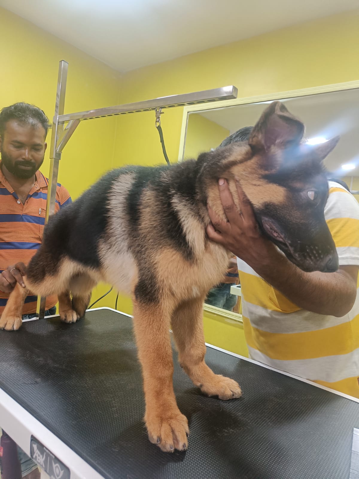 dog-grooming-in-kolkata