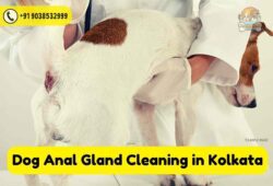 Best Dog Anal Gland Cleaning Service In Kolkata