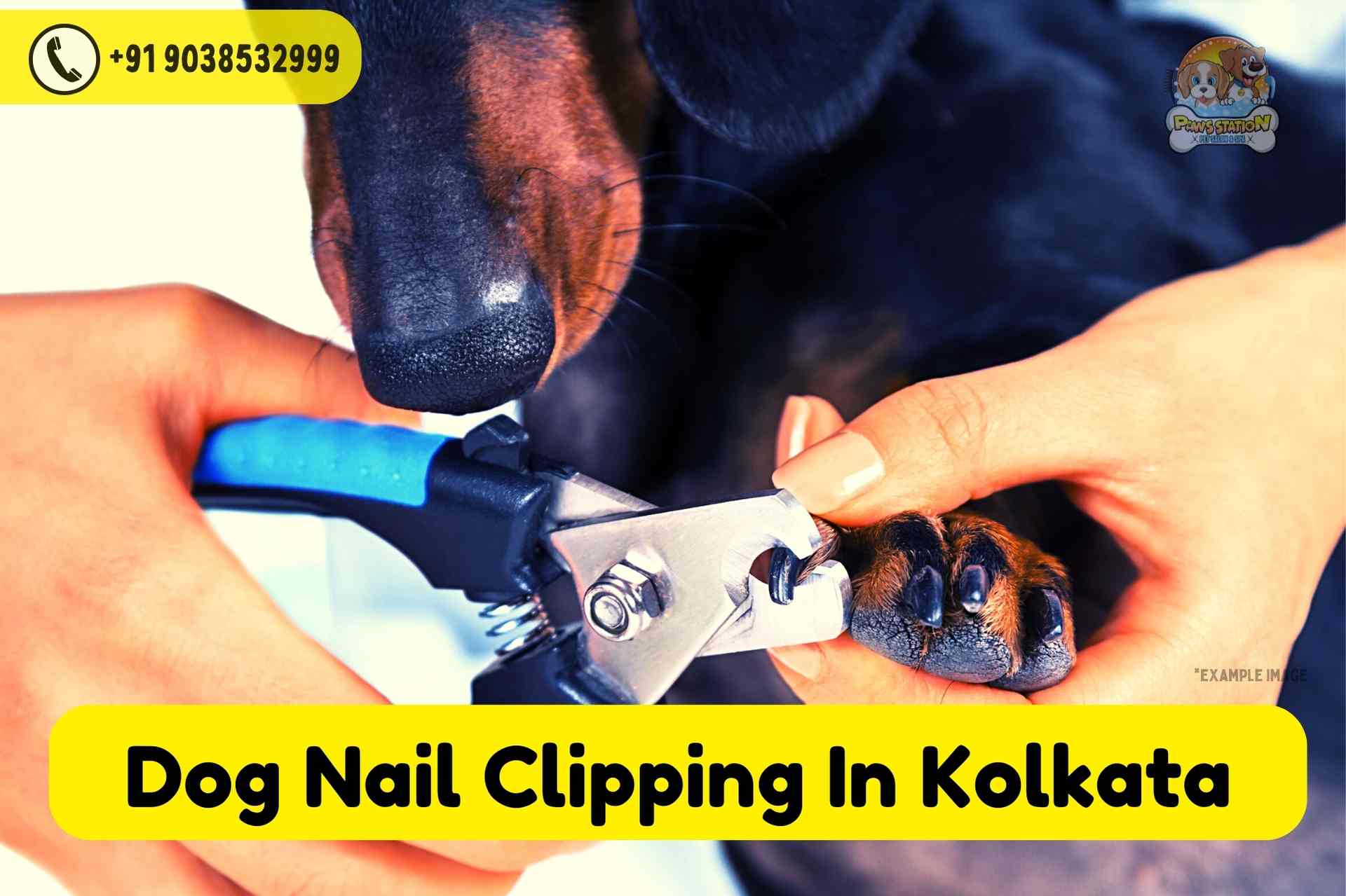 Best Dog Nail Clipping Service In Kolkata