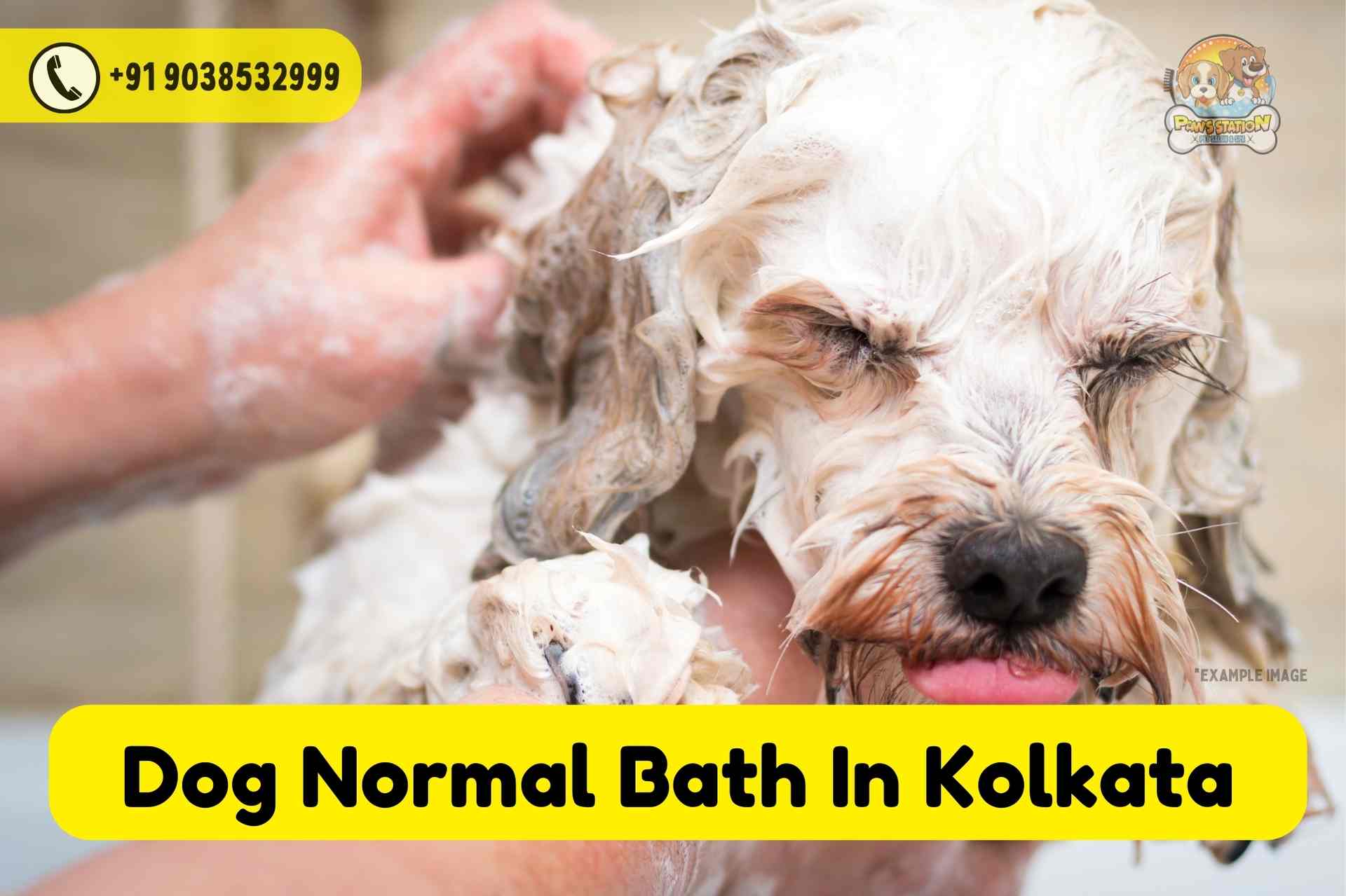 Best Dog Normal Spa Service In Kolkata