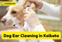 Dog-Ear-Cleaning-in-Kolkata