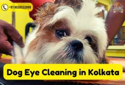 dog-eye-cleaning-in-kolkata