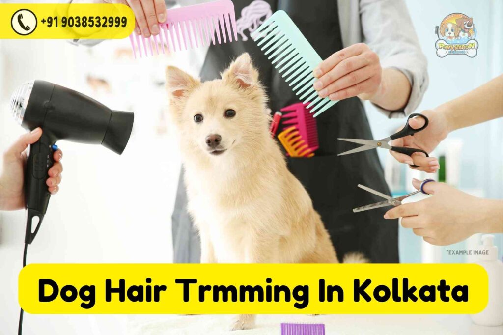 Best Dog Hair Trimming Service in Kolkata Best Pet Grooming Services