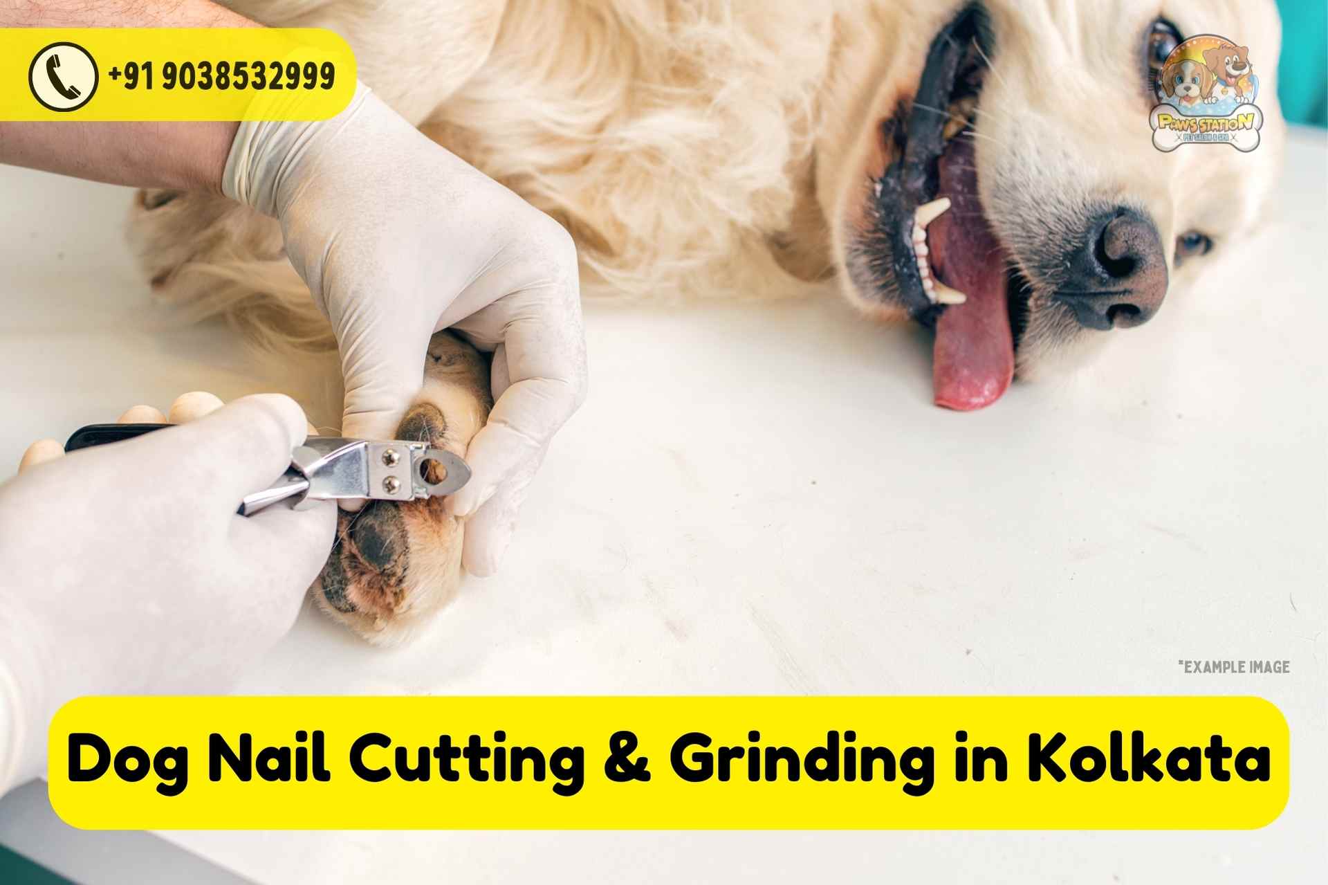 How to Get A Dog to Tolerate Nail Trims - 5 Tips - ThatMutt.com