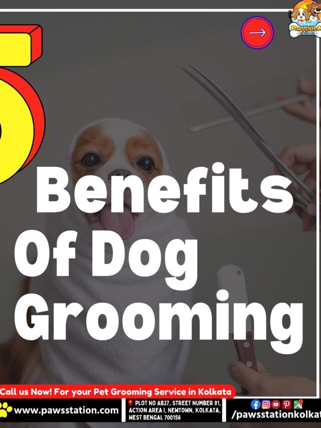 Benefits Of Dog Grooming | Paws Station